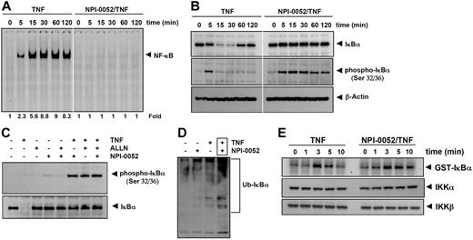 Figure 5. NPI-0052 inhibits TNF-dependent NF-κB activation and IκBα degradation. (A) Cells were preincubated with 50 nM NPI-0052 for 4 hours, treated with 0.1 nM TNF for the indicated times, and then subjected to EMSA and Western blot analysis to evaluate NF-κB activation. (B) Cells were incubated with 50 nM NPI-0052 for 4 hours and then treated with 0.1 nM TNF for the indicated times. Cytoplasmic extracts were prepared, fractionated on SDS-PAGE, and electrotransferred to a nitrocellulose membrane. Western blot analysis was performed with anti-IκBα and anti-phospho-specific anti-IκBα. (C) Cells were preincubated with 50 nM NPI-0052 for 4 hours, incubated with 50 μg/mL N-acetyl-leucyl-leucyl-norleucinal (ALLN) for 30 minutes, and then treated with 0.1 nM TNF for 15 minutes. Cytoplasmic extracts were fractionated and then subjected to Western blot analysis using phospho-specific anti-IκBα antibody. The same membrane was reblotted with anti-IκBα antibody. (D) Cells were preincubated with 50 nM NPI-0052 for 4 hours and then treated with 0.1 nM TNF for 15 minutes. Cytoplasmic extracts were immunoprecipitated with antibody against IκBα then subjected to Western blot analysis using monoclonal anti-ubiquitin antibody. (E) Cells were preincubated with 50 nM NPI-0052 for 4 hours and then treated with 1 nM TNF for the indicated times. Whole-cell extracts (1 mg/mL) were immunoprecipitated with antibody against IKK-α and analyzed using an immunocomplex kinase assay. Data are for a representative experiment of 3 independent ones showing similar results.