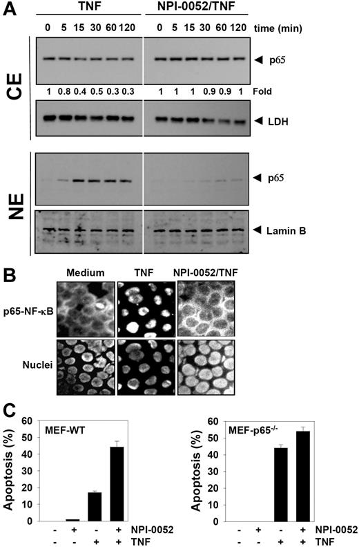Figure 6. NPI-0052 inhibits TNF-induced p65 nuclear translocation. (A) KBM-5 cells were incubated with 50 nM NPI-0052 for 4 hours and then treated with 0.1 nM TNF for the indicated times. Cytoplasmic and nuclear extracts were prepared, fractionated on SDS-PAGE, and electrotransferred to a nitrocellulose membrane. The analysis was performed using p65 antibodies. (B) Immunocytochemical analysis of TNF-induced p65 nuclear translocation. KBM-5 cells were incubated with 50 nM NPI-0052 for 4 hours, treated with 1 nM TNF for 15 minutes, and then subjected to immunocytochemical analysis as described in “Immunolocalization of NF-κB p65.” Cells plated with Mounting Media (Sigma-Aldrich) were analyzed under a fluorescence microscope (Lapshot-2, Nikon) equipped with a CFWN 10 /1.5 NA oil-immersion objective lens and a Photometrics Coolsnap CF color camera (Nikon). Images were acquired with MetaMorph 4.6.5 software (Universal Imaging). (C) The wild-type and p65−/− (105/mL) cells were pretreated with 50 nM NPI-0052 for 4 hours and then incubated with 1 nM TNF for 16 hours. Cell death was determined by the calcein-AM based live/dead assay as described in “Live and dead assay.” Data are for a representative experiment of 3 independent ones showing similar results. Error bars represent SD of triplicate values.