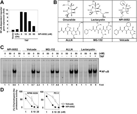Figure 7. NPI-0052 inhibits TNF-induced NF-κB–dependent reporter gene (SEAP) expression and suppresses chymotrypsin-like activity of 20S proteasome. (A) A293 cells were transiently transfected with an NF-κB–containing plasmid linked to the SEAP gene and then pretreated with the indicated concentrations of NPI-0052 for 4 hours. After 24 hours in culture with 1 nM TNF, cell supernatants were collected and assayed for SEAP activity as described in “Materials and methods.” Results are expressed as fold activity over the activity of the vector control. (B) Chemical structures of various proteasome inhibitors. (C) KBM-5 (1 × 106) cells were incubated with 50 nM each of various proteasome inhibitors for 4 hours and then exposed to 0.1 nM TNF for 30 minutes. The nuclear extracts were subjected to EMSA to evaluate NF-κB activation. (D) RPMI 8226 and PC-3 cells were treated with various concentrations of NPI-0052 and bortezomib for 1 hour, prepared the cell lysates, and assayed for the chymotrypsin-like activity of the 20S proteasome as described in “Materials and methods.” Results are presented as percentage inhibition compared with the chymotrypsin-like activity observed in untreated cells. Error bars represent SD of triplicate values.