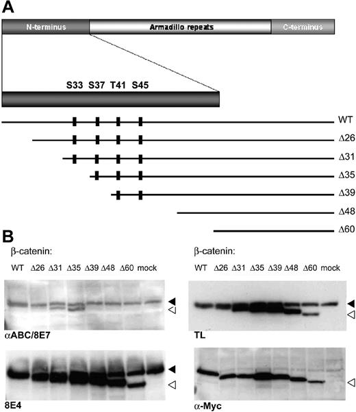 Figure 1. 8E4 recognizes all deleted forms of B-catenin. (A) Schematic overview of the β-catenin molecule, with emphasis on the N-terminus. The 4 well-characterized Ser and Thr amino acids that are regulated by phosphorylation are shown as well as the various deletion constructs used to express myc-tagged truncated forms of β-catenin. (B) The 293 cells were transfected with myc-tagged β-catenin deletion constructs to identify the epitope recognized by 8E7 and 8E4. The endogenous β-catenin band is indicated by a black arrow, the open arrow indicates the transfected, N-terminal deleted form. Similar to the pan–β-catenin antibody (TL), 8E4 recognizes all deletion constructs, whereas 8E7 (αABC) only recognizes deleted β-catenin forms up to Δ35. The following antibodies were used: αABC/8E7 (Upstate Biotech, Lake Placid, NY; catalog no. 05-665), 8E4 (Upstate Biotech; catalog no. 05-601), TL (BD Transduction Laboratories, San Jose, CA; anti–β-catenin; catalog no. 610154), α-Myc (clone 9E10; supernatant of hybridoma used).
