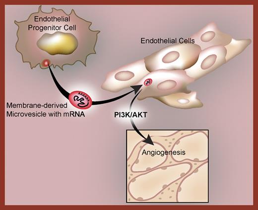Microvesicles deliver a subset of mRNAs to target endothelial cells. Following their capture, the mRNAs are translated by the receiving endothelial cells into proteins that regulate angiogenesis through PI3K/AKT-dependent mechanisms.