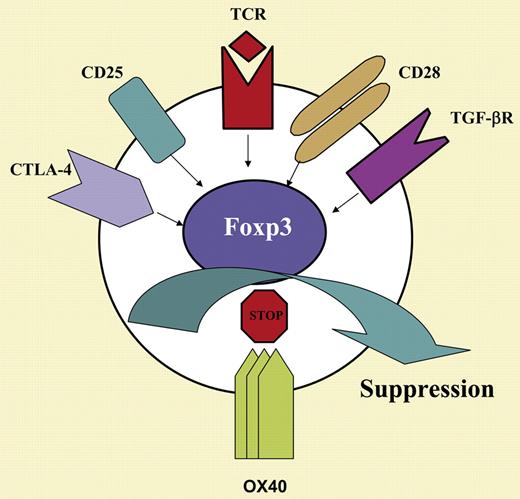 OX40 negatively regulates Foxp3