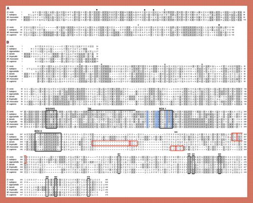Alignment of vertebrate Epo and Epor sequences highlights conserved functional residues. See the complete figure in the article beginning on page 2718.