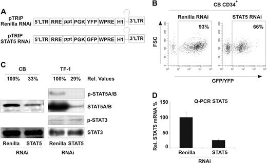 Figure 1. Downmodulation of STAT5 by RNAi decreases growth of CD34+ stem/progenitor cells. (A) Schematic overview of the lentiviral RNAi vectors used in these studies. (B) Transduction efficiency of CD34+ CB stem/progenitor cells, performed as indicated in “Lentiviral transductions.” (C) Western blot analysis of STAT5 levels in control (Renilla) or STAT5 RNAi–transduced CD34+ cells. Percentages indicate expression of STAT5 relative to control cells, normalized against STAT3 levels. Phospho-STAT3 and -STAT5 levels are shown for the hematopoietic TF-1 cell line. Quantitative Western blot analysis was performed on an Odyssey infrared scanner or using Quantity One imaging software from Bio-Rad. (D) Quantitative PCR for STAT5 mRNA in transduced CB CD34+ stem/progenitor cells. STAT5 mRNA was normalized against GAPDH mRNA expression.