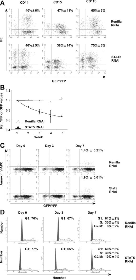Figure 2. Downmodulation of STAT5 by RNAi decreases growth of CD34+ stem/progenitor cells. (A) FACS analysis of transduced CB cells on MS5 coculture. MS5 cocultures were analyzed at week 3 for cells positive for CD14, CD15, and CD11b. The average percentage (from 3 independent experiments) of YFP/GFP+ cells positive for the respective markers is shown with standard deviations. (B) Transduced CD34+ CB cells in long-term coculture on MS5 stromal cells. Shown are average YFP (Renilla control) or GFP STAT5 RNAi percentages relative to week 1. A trendline is indicated and error bars denote standard deviations. N = 4. (C) Annexin V–APC stain of transduced CB cells on the indicated days in MS5 coculture. For day 7, the average percentage of annexin V–positive cells within the YFP or GFP gate from 3 independent experiments is shown with standard deviations. (D) Hoechst (5 μg/mL) cell-cycle labeling of YFP+ or GFP+ CB cells on the indicated days in MS5 coculture. For day 7, the average percentages of cells in G1, S, or G2/M phase of the cell cycle are shown from 3 independent experiments with standard deviations.