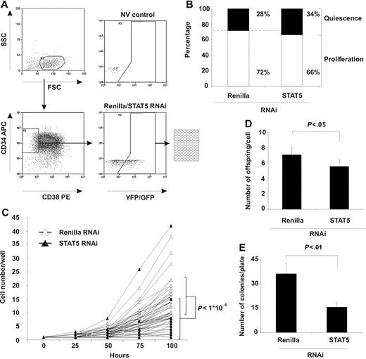 Figure 4. STAT5 knockdown impairs outgrowth of primitive CD34+ CD38− cells. (A) Sorting scheme for obtaining single CD34+ CD38− YFP+ (Renilla) or GFP+ (STAT5 RNAi) cells in 96-well format. NV indicates a nontransduced (no virus) control to set gates. (B) Percentage of wells quiescent or proliferating after STAT5 knockdown. Indicated percentages are averaged from 3 independent experiments. (C) Cell number per proliferating well at the indicated time points after sorting. Thirty individual wells per group are shown. Bars indicate average cell number with standard deviations at t = 100 hours. A Student t test was performed to calculate statistical differences between the 2 groups. N = 3. (D) The average number of daughter cells (offspring) produced per proliferating cell/well. A Student t test was performed to calculate statistical differences between the 2 groups. Error bars denote standard deviations; N = 3. (E) The average number of CFC colonies produced by proliferating cells per plate. A Student t test was performed to calculate statistical differences between the 2 groups. Error bars denote standard deviations; N = 3.