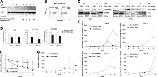 Figure 5. Efficient STAT5 knockdown in CD34+ AML cells impairs long-term growth on MS5 coculture. (A) Western blot analysis for phospho-STAT5 in 8 AML patients. Actin is shown as loading control. Flt3-ITD mutations are indicated, as well as the fold down-regulation of expansion after STAT5 RNAi. (B) Transduction efficiency of CD34+ AML cells, performed as indicated in “Lentiviral transductions.” (C) Western blot analysis of STAT5 levels in control (Renilla) or STAT5 RNAi–transduced CD34+ cells. Percentages indicate expression of STAT5 relative to control cells, normalized against STAT3 or actin levels. Quantitative Western blot analysis was performed on an Odyssey infrared scanner or using Quantity One imaging software from Bio-Rad. (D) Q-PCR analysis of the expression of the STAT5 target genes CIS, SOCS 1, and SOCS 2 after STAT5 RNAi in transduced TF1 and AML CD34+ cells. (E) Cumulative cell counts of control (Renilla) or STAT5 RNAi–transduced CD34+ AML cells on MS5 coculture. All cell counts were normalized against week 0, the time of plating. Four representative cultures are shown. N = 11. (F) Transduced CD34+ AML cells in long-term coculture on MS5 stromal cells. Shown are average YFP (Renilla control) or GFP STAT5 RNAi percentages relative to week 1. A trendline is indicated and error bars denote standard deviations. N = 7. (G) Averaged calculated expansion of 7 AML MS5 cocultures, with error bars indicating standard deviations. The average expansion at week 6 is indicated next to the experimental group.