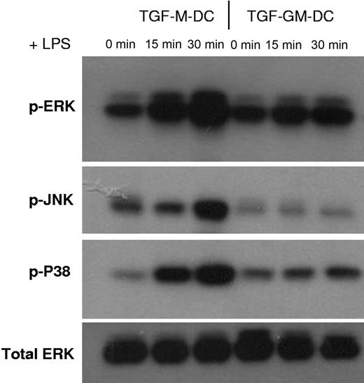 Figure 6. TGF-M-DCs respond to LPS with markedly enhanced phosphorylation of members of MAPK pathway (ERK, JNK, and p38) compared with TGF-GM-DCs. TGF-M-DCs and TGF-GM-DCs were either not treated (as a control) or treated side by side for 15 and 30 minutes with LPS. Cell lysate was subjected to Western blotting using rabbit polyclonal antibodies specific for p-ERK, -JNK, or -P38. PVDF membranes were stripped and reprobed with a rabbit polyclonal antibody specific for total ERK as a loading control.