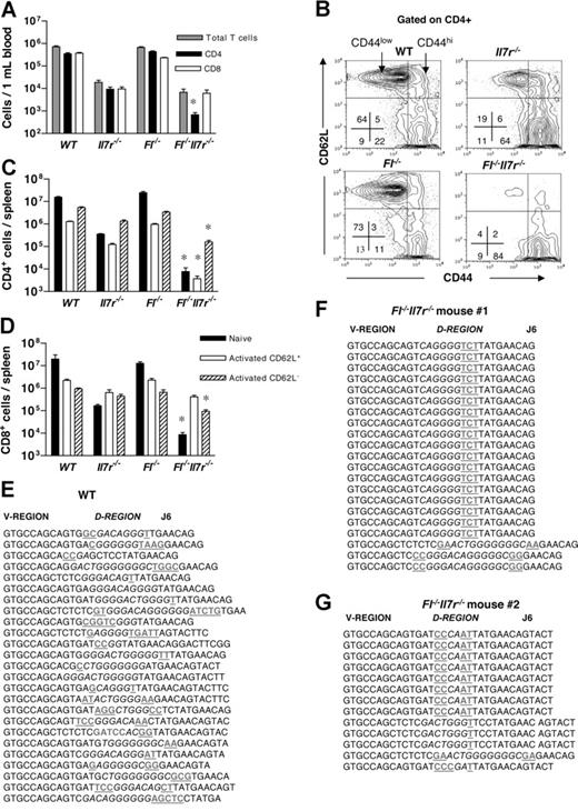 Figure 1. Adult mice double deficient in Fl and Il7r expression have severely reduced numbers of naive T cells: evidence for clonal expansion of peripheral T cells. PB (A) and spleen (B-D) cells from 8- to 10-week-old WT, Fl−/−, Il7r−/−, and Fl−/−Il7r−/− mice were enumerated and stained with antibodies against CD4, CD8, CD44, and CD62L to establish the relative distribution between naive (CD44low) and activated/memory (CD44high) T cells.35 (A) Total number of CD4+ and CD8+ T cells in PB. (B) Representative FACS profiles of CD44low and CD44high cells within CD4+ gate. Numbers in quadrants show mean values of 6 to 10 mice. (C,D) Total number of naive and activated/memory CD4+ (C) and CD8+ (D) T-cell subsets, respectively. (E-G) Sequences of TCR Vβ8, Vβ 5.2 D-J6 recombinations in splenocytes from one representative 8- to 10-week-old WT (E) and 2 age-matched Fl−/−Il7r−/− (F,G) mice. Letters indicate germ-line sequences and bold underlined text indicates insertions (N and P nucleotides). D region is indicated in italics. *P < .01, comparing Il7r−/− and Fl−/−Il7r−/− mice.
