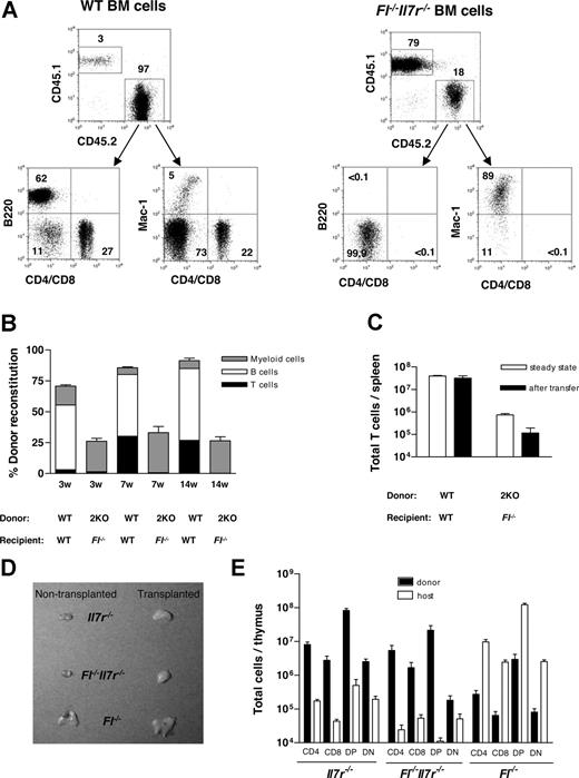 Figure 5. Deficient T and B lymphopoiesis from adult bone marrow cells in the absence of IL-7Rα signaling and FL. Lethally irradiated 10- to 12-week-old CD45.1 WT and CD45.1 Fl−/− mice received a transplant of 5 × 106 BM cells from 10- to 11-week-old CD45.2 WT and Fl−/−Il7r−/− mice, respectively. At 3, 7, and 14 weeks after transplantation PB was analyzed for percentage of donor-derived T, B, and myeloid cells using monoclonal antibodies against CD45.1, CD45.2, CD4, CD8, B220, and Mac-1. (A) Representative FACS profiles of donor-derived (CD45.2+) lineage reconstitution in PB 14 weeks after transplantation. (B) Contribution of transplanted cells to total blood cells, and lineage distribution within total donor cells, 3, 7, and 14 weeks after transplantation (mean values of 5-7 mice). Double knock-out (2KO; Fl−/−Il7r−/−) B and T cells derived from Fl−/−Il7r−/− BM cells transplanted into Fl−/− mice contributed 0.028% and 0.12%, respectively, to total PB cells at 14 weeks after transplantation. (C) At 14 weeks after transplantation, cellularities and total donor-derived T-cell (combined CD4+ and CD8+) numbers were established in the spleens. White bars show mean steady state T-cell numbers in the spleen of 10-week-old mice of each genotype (prior to irradiation and transplantation, 6-10 mice per genotype), whereas black bars represent mean values in WT and Fl−/− mice that received a transplant of WT and Fl−/−Il7r−/− BM cells, respectively. All data represent mean (SD) values from a total of 5 to 7 recipient mice that underwent transplantation per group. (D,E) Nonirradiated 10- to 14-week-old Il7r−/−, Fl−/−, and Fl−/−Il7r−/− mice (all CD45.2) received a transplant of 10 × 106 BM cells from 8- to 10-week-old WT CD45.1 mice. Four weeks after transplantation, thymic cellularities were enumerated and total number of donor-derived CD4+, CD8+, DP, as well as DN thymocytes were established by flow cytometry as previously described.37 (D) Thymuses from typical Il7r−/−, Fl−/−Il7r−/−, and Fl−/− mice before and 4 weeks after transplantation of WT BM cells. Photographs taken with Olympus i720SW digital camera with 3 × optical zoom. (E) Total number of donor- and host-derived CD4+, CD8+, DP, and DN thymocytes. Data represent mean (SD) values of 4 recipients of each genotype.