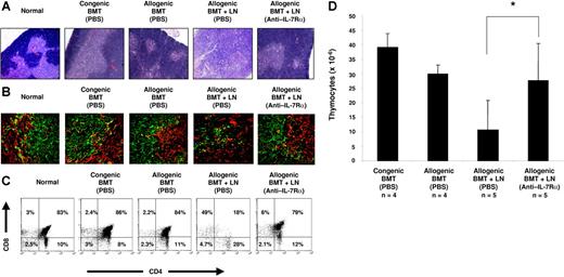 Figure 6. Anti–IL-7Rα antibody treatment does not impair donor-derived thymopoiesis following allogeneic BMT. Both histologic features and donor-derived cell analysis of the thymus from recipient mice were analyzed at day 30 after BMT. Shown are representative thymuses from normal, PBS-treated congenic BM, PBS-treated allogeneic BM, PBS-treated allogeneic BMT-plus-LN, and anti–IL-7Rα antibody-treated allogeneic BMT-plus-LN-cell recipient mice. (A) Similar to normal and BMT-only recipients, the thymus from anti–IL-7Rα–treated allogeneic BMT and LN-cell recipients shows sharp demarcation between cortical (dense blue areas) and medullary (less dense blue areas) regions in H&E staining. Conversely, atrophic thymus from PBS-treated allogeneic BMT-plus-LN recipients displayed disorganized boundaries between cortex and medulla. (B) Thymic tissue sections from recipients receiving transplants were stained with FITC-conjugated anti-K8 (green) and PE-conjugated anti-K5 (red) antibodies to characterize the cortical (K5− K8+) and medullary (K5+ K8−) TECs. (C) Representative FACS analyses of CD4 and CD8 expression by donor-derived thymocytes at day 30 after BMT. (D) The number of donor-derived thymocytes in BMT recipients at day 30. The difference between PBS- and anti–IL-7Rα–treated allogeneic recipients is P < .05 (asterisk). See “Materials and methods, Histologic analyses” for image acquisition information.