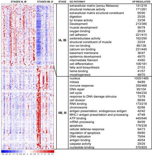 Figure 8. Heat map showing gene selection for stage IA/IB compared with stage IIB/III. Our analysis yielded gene sets of 480 genes with FDR less than or equal to 0.05, using the gene filter for 6997 genes, ranked by signal-to-noise ratio. The chart shows the top 20 GO terms for each stage, ranked by FDR. Each GO term is accompanied by the number of up-regulated genes/the total number of genes included in the test group. All included GO terms have cutoffs of .05 for both P value and FDR.