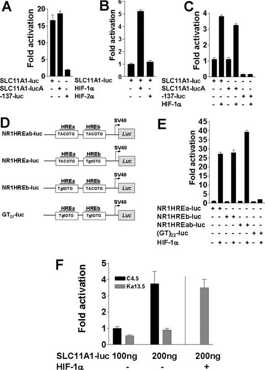Figure 2. The polymorphic microsatellite in the proximal SLC11A1 promoter directs transcriptional regulation by HIF-1α. (A) Luciferase activities from 100 ng SLC11A1-luc constructs in both sense and antisense (SLC11A1-lucA) orientations compared with the construct -137-luc, which lacks the polymorphic microsatellite. Fold activation was with respect to pGL3Basic activity. (B) Comparison of SLC11A1-luc transcriptional activation by HIF-1α and HIF-2α. (C) HIF-1α regulation of SLC11A1 promoter activity is orientation independent and requires the polymorphic microsatellite. Luciferase expression was determined for promoter constructs transfected without or with 100 ng HIF-1α; fold activation is a ratio of transactivation and basal luciferase activities. Empty pcDNA3.1 vector was added where necessary to ensure equivalent amounts of plasmids. Activity of -137-luc is in comparison with SLC11A1-luc. For A-C, data are means (±SEM). (D) Duplex microsatellite oligonucleotide constructs with intact HREa and HREb (NR1HREab-luc) or where either or both HREs were mutated (mutations are shown in lowercase) to generate NR1HREa-luc, NR1HREb-luc, and GT22-luc, respectively; duplexes were subcloned into pGL3Promoter vector (see Table S1). (E) Transactivation of HRE-luciferase constructs by HIF-1α. The constructs (100 ng each) from panel D were transfected alone or with 100 ng HIF-1α plasmid into BHK cells. Luciferase activities were normalized to β-galactosidase internal control. Data are representative of 5 experiments (means ± SEM). (F) HIF-1α–deficient cells cannot support SLC11A1 expression. SLC11A1-luc (100 ng) was transfected alone or with 100 ng HIF-1α plasmid into wild-type (C4.5) and HIF-1α–deficient (Ka13.5) cells; luciferase activity was normalized to β-galactosidase levels. A vertical line separates Ka13.5 cells trans-complemented with HIF-1α by cotransfection. Data are representative of 5 independent experiments (means ± SEM).