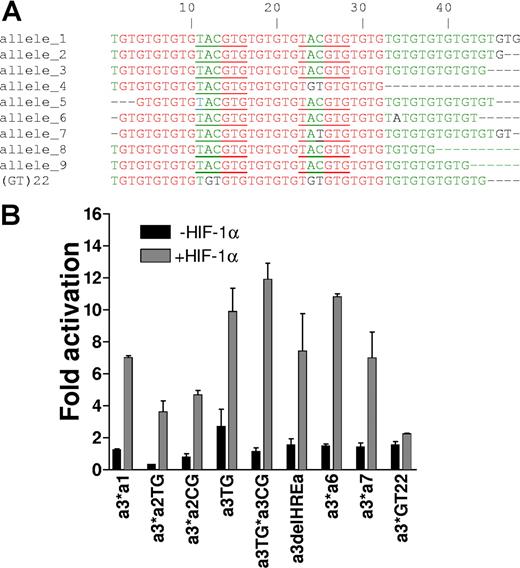 Figure 3. HIF-1α regulates SLC11A1 allele expression phenotypes from the cognate microsatellites. (A) Alignment of microsatellites of SLC11A1 alleles identified in different (human) individuals and populations. HIF-1α response elements (TACGTG) are underlined. Note HREb deletion or mutation in alleles 4 and 7, respectively; the control (nonnatural) mutant microsatellite (GT)22 is also shown for comparison. Nucleotides (not shown) juxtaposing either side of each microsatellite are identical. Using allele 1 as reference, dashes indicate deletions, red-coded nucleotides are identical residues, green-coded residues are conserved in at least 5 alleles, and black prints indicate nonconserved residues. (B) One hundred nanograms each of allele-specific promoter constructs derived by microsatellite interchange were transfected alone or with 100 ng HIF-1α expression vector. Allele 3 microsatellite (a3) was interchanged (*) with microsatellites of alleles 1 (a1), 2 (a2), 6 (a6), and 7 (a7). Regulatory SNPs in allele 2 (a3*a2TG and a3*a2CG) and allele 3 (a3TG*a3CG) were also generated. The mutant HRE-null microsatellite a3*GT22 carried the a3CG SNP, and a3delHREa is allele 3 with a mutated NR1HREa. Fold activation is with respect to pGL3Basic. Results are representative of 5 experiments (means ± SEM).