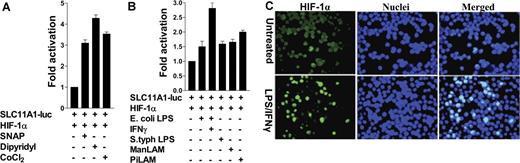 Figure 4. HIF-1α inducers and/or stabilizers directly influence SLC11A1 regulation. (A) Representative data from cells cotransfected with SLC11A1-luc and HIF-1α, and untreated or treated with 100 μM CoCl2, 100 μM dipyridyl, and 200 μM of the nitrosative stressor S-nitroso-N-acetypenicillamine. (B) Pathogen-associated molecular patterns differentially activate SLC11A1 through HIF-1α. RAW264.7 cells cotransfected with SLC11A1-luc and HIF-1α were treated with lipoarabinomannans (ManLAM or PiLAM) and E. coli or S. typhimurium LPS, with or without IFNγ. Transactivation data are representative of 3 independent experiments (means ± SEM). (C) Activation of HIF-1α by proinflammatory stimuli causes its translocation to the nucleus. Immunofluorescence of RAW264.7 cells transfected with HIF-1α cDNA and left untreated or treated with LPS (1 μg/mL) and IFNγ (100 U/mL). HIF-1α was detected with FITC-labeled anti-FLAG antibody; nuclei were counterstained with DAPI. Image was captured with a Leica DC200 digital camera and software (version 2.51), using a 40×/0.70 numeric aperture (NA) oil objective lens, and processed with Adobe Photoshop 7. Magnification is ×40.