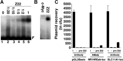 Figure 5. The SLC11A1 promoter microsatellite has Z-DNA-forming propensity. (A) Z-DNA binding assay. Allele 3 microsatellite (a3) was treated with 100 μM hexamine CoCl2 and incubated without (lane 1) or with various dilutions of anti–Z-DNA antibody Z22 (lanes 2-5) and undiluted Z22 (lane 6). F indicates free probe. (B) Radiolabeled a3 was incubated with undiluted c-Myc and Z-DNA antibodies. (C) Z-DNA ChIP. SLC11A1-luc, NR1HREab-luc, and pGL3Basic were transfected into BHK cells, and plasmids were recovered from chromatin with Z22; negative controls were without antibody (−) or treated with preimmune serum (pre). Plasmids were also recovered from 10% of input chromatin (I). Data are presented as averages of colony forming units from 3 replicates. Error bars denote SEM.
