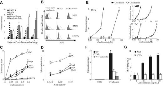 Figure 2. Antigen cross-presentation by neutrophils. (A) LB27.4 cells, BMNs, PENs, macrophages, and DCs pulsed for 2, 4, 6, or 8 hours with 0.4 mM Ova were incubated with B3Z cells. B3Z stimulation was measured by quantifying the release of β-galactosidase. Results are expressed in SI as mean (± SD) of 5 experiments. (B; Left panel) PENs, BMNs, and LB27–4 were incubated (white histogram) or not (gray histogram) for 20 minutes at 37°C with 0.4 mM Texas Red–Ova. (Middle panel) Cells were incubated with anti–H-2Kb mAb (white histogram) or isotype control mAb (gray histogram). (Right panel) Cells were pulsed with 0.4 mM Ova for 2, 4, and 8 hours, respectively, at 37°C before detection by FACS of SIINFEKL in MHC I molecules, using the 25-D1.16 mAb (white histogram) or isotype control mAb (gray histogram). Results are representative of 1 of 3 experiments. (C) DCs (□), macrophages (▵), PENs (■), BMNs (●), and LB27.4 (○) pulsed with the indicated concentrations of Ova for 2 hours (BMNs), 4 hours (PENs), or 8 hours (macrophages, DCs, and LB27.4) were incubated with B3Z cells. (D) Different numbers of DCs (□), macrophages (▵), PENs (■), and BMNs (●) pulsed with 0.4 mM Ova for 2 hours (BMNs), 4 hours (PENs), or 8 hours (macrophages and DCs) were incubated with B3Z cells. (E) BMNs (left panel), macrophages (top right panel), and DCs (bottom right panel) pulsed with the indicated concentrations of Ova, either soluble (□) or coated to beads (♦), were incubated with B3Z cells. (F) BMNs from wild-type mice either untreated (■) or treated with lactacystin (▩) and BMNs from TAP−/− mice (□) pulsed with 0.2 mM Ova for 2 hours were incubated with B3Z cells. (A,C-E) Results are expressed in SI as mean (± SD) of 5 experiments. (G) HLA-A2+ human neutrophils pulsed with or without 0.1 to 10 μg/mL HCV1a-NS3 protein (■) or with Ova (□), for 4 hours, were cultured with a human CD8+ T-cell clone specific for the HCV-NS3 peptide 1406-1415. IFN-γ production was quantified by ELISA in the 16-hour supernatants. Results are expressed in ng/mL as mean (± SD) of triplicate values and are representative of the data obtained with the neutrophils of 1 of 3 subjects.