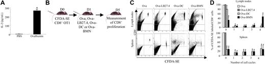 Figure 4. Neutrophils induce ovalbumin-specific CD8+ T-cell proliferation ex vivo and in vivo. (A) Neutrophils present Ova as MHC I–bound peptides in vivo. PENs purified from mice 6 hours after a peritoneal injection of 200 μg Ova or PBS were used to stimulate OT1 CD8+ T cells. After 24 hours, IL-2 was quantified in the supernatants by ELISA. Results are expressed in pg/mL as mean ± SD of 3 independent experiments. Mann-Whitney test was performed. The data were statistically significant for PMNs (*P < .03) when compared with PBS. (B-D) Ova-pulsed neutrophils induce naive CD8+ T-cell proliferation in lymph nodes and spleen (C). β2-Microglobulin−/− mice were injected with CFDA-SE naive OT1 CD8+ T cells followed 1 day later by injection of Ova or Ova-pulsed LB27.4, Ova-pulsed DCs, or Ova-pulsed BMNs. Four days later, lymphocytes were isolated from spleen and lymph nodes and CD8+ T-cell proliferation was analyzed. Data are representative of 1 of 3 separate experiments. (D) Data are presented as the mean percentage of OT1 CD8+ T cells in each cycle (mean ± SD of 3 independent experiments). ANOVA test was performed. The data were statistically significant for DCs and PMNs (*P < .001) when compared with controls.