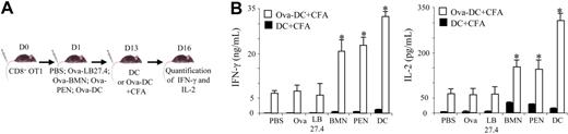 Figure 5. Ova-pulsed neutrophils fail to induce cross-tolerance in vivo. (A) β2-Microglobulin−/− mice were injected with 3 × 106 naive OT1 CD8+ T cells. One day later, mice were injected with PBS, Ova, or 3 × 106 Ova-pulsed LB27.4, BMNs, PENs, or DCs. At day 13, mice were injected with Ova-pulsed DCs (□) or unpulsed DCs (■), plus CFA. Three days later, spleen CD8+ T cells were purified and IL-2 and IFN-γ production was analyzed by ELISA 24 hours after in vitro restimulation. (B) IFN-γ and IL-2 production was determined by ELISA at day 16. Results are expressed in ng/mL (IFN-γ) and in pg/mL (IL-2) as mean (± SD) of 3 separate experiments. Mann-Whitney test was performed. The data were statistically significant for BMNs, PENs, and DCs (*P < .03) when compared with controls.