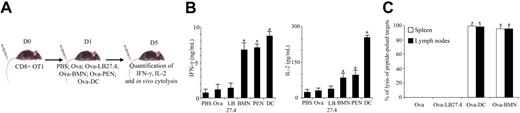 Figure 6. Ovalbumin-pulsed neutrophils induce naive CD8+ T-cell differentiation into effector cells. (A) OT1 CD8+ T cells were adoptively transferred into β2-microglobulin−/− mice. One day later, the mice were injected intravenously with PBS, Ova, Ova-pulsed LB27.4, Ova-pulsed BMNs, or Ova-pulsed DCs. Three days later, spleen CD8+ T cells were purified and IL-2 and IFN-γ production was analyzed by ELISA, or mice were injected intravenously with target cells prepared as described in “In vivo cytolysis assay.” After 3 hours, cytolysis was analyzed by FACS. (B) At day 5, IFN-γ and IL-2 production was determined by ELISA 24 hours after in vitro restimulation. Results are expressed in ng/mL (IFN-γ) and in pg/mL (IL-2) as mean (± SD) of 3 separate experiments. Mann-Whitney test was performed. The data were statistically significant for DCs and PMNs (*P < 0.03) when compared with controls. (C) In vivo cytolysis assay was performed by injecting 3 × 106 unpulsed CFDA-SElow–labeled splenocytes and 3 × 106 SIINFEKL-pulsed CFDA-SEhigh–labeled splenocytes. Three hours later, CDFA-SE expression was analyzed by FACS in spleen and lymph nodes. Percentage of lysis was calculated as described in “In vivo cytolysis assay.” Results are expressed as mean (± SD) of 3 separate experiments. ANOVA test was performed. The data were statistically significant for DCs and PMNs (*P < .001) when compared with controls.