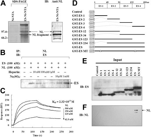 Figure 1. Nucleolin was identified as an endostatin-binding protein. (A) Eluted fraction of Ni-NTA or ES-Ni-NTA affinity chromatography with 500 mM sodium chloride was applied to SDS-PAGE (Coomassie blue staining) and IB. (B) Indicated concentrations of ES, NL, heparin, and sodium sulfate were incubated for 2 hours. ES-NL complex was precipitated by anti-NL antibody, and was applied to IB using anti-ES antibody. (C) Kinetic binding sensorgrams depict the real-time interaction of ES with NL at indicated concentrations by real-time surface plasmon resonance (SPR), and Kd for the interaction of ES with NL is derived to be 2.32 × 10−8 M from these curves. (D) Schematic represents the ES deletion mutants, which were designed to map the NL-binding site on ES. (E) The plasmids, encoding GST-fusioned deletion mutants of ES, were transfected into HMECs. After 48 hours, GST-ES deletion mutants were pulled down from cell lysate by glutathione-Sepharose beads, and applied to IB using anti-ES. (F) NL, which was co-pulled down, was detected by IB using anti-NL.