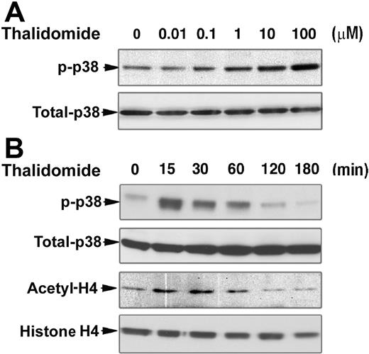 Figure 3. Thalidomide induces activation of p38 MAPK and acetylation of histone H4. CD34+ cells were cultured in EPO alone medium for 7 days prior to the addition of thalidomide. (A) Cells were treated with different concentrations of thalidomide for 30 minutes. (B) Cells were treated with 100 μM thalidomide for the indicated times. Cellular protein (30 μg) was analyzed by Western blot using phosphorylated p38 MAPK and acetyl-histone H4 antibodies. The membranes were stripped and reprobed with total p38 MAPK and histone H4 antibodies as indicated to confirm that similar amounts of protein extracts were analyzed in each lane.