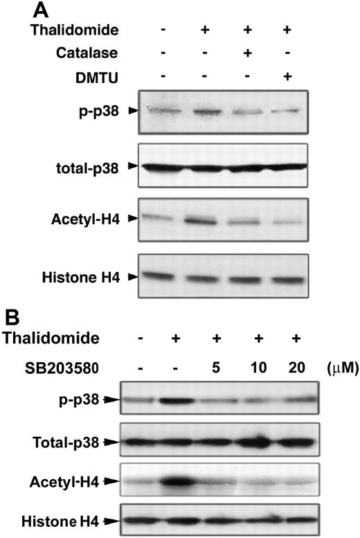 Figure 5. Increased p38 MAPK phosporylation and acetylation of histone H4 by thalidomide inhibited by the antioxidants catalase and DMTU, and p38 inhibitor SB203580. CD34+ cells cultured in EPO medium for 7 days were pretreated with the antioxidants catalase (4000 U/mL) or DMTU (10 mM) (A) or with 5, 10, or 20 μM of the p38 MAPK inhibitor SB203580 (B) for 30 minutes, then coincubated with 100 μM thalidomide in the presence of indicated inhibitors for 30 minutes. Cell lysates (30 μg) were analyzed by Western blot using phosphorylated p38 MAPK and acetyl-histone H4 antibodies. Total p38 MAPK and histone H4 were analyzed as loading controls as described in Figure 3.