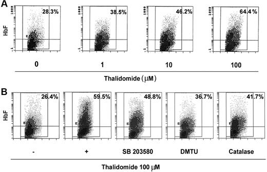 Figure 7. Thalidomide induced fetal hemoglobin expression. Cells were cultured in EPO on days 0 to 6 and then were treated with the indicated concentration of thalidomide (A) or 100 μM thalidomide in the presence or absence of catalase (4000 U/mL), DMTU (10 mM), or SB203580 (5 μM) (B) from days 6 to 14. On day 14, cells were stained with fluorescently labeled anti-HbF antibodies and analyzed by flow cytometry. Panels represent fluorescence signal (y-axis) versus cell size (x-axis); the percentage of positive cells is shown in the top right corner of each panel. The panels shown are representative of the results for cultures from 3 separate donors.