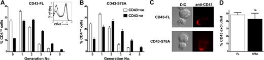 Figure 3. Phosphorylation at Ser76 does not regulate T-cell proliferation or CD43 exclusion from the immune synapse. (A,B) Resting DO.CD43−/− T cells transduced with (A) CD43-FL or (B) CD43-Ser76Ala constructs were labeled with CFSE and stimulated with OVA323-339-pulsed A20 B cells. Proliferation was measured by CFSE dilution. For each CD43 construct, transduced cells (CD43+) are compared with untransduced cells (CD43−). Inset depicts the MFI of CD43 expression on cells transduced with CD43-FL (solid lines) or CD43-Ser76Ala (dotted lines). (C) Transduced cells were conjugated with OVA323-339-pulsed A20 cells, fixed, and stained for CD43. (D) Data representing percentage of cells in conjugates that have excluded CD43 are shown. Data are the mean (± SEM) from 3 independent experiments with 50 conjugates each (ns = not significant). In the absence of peptide, less than 10% of conjugates exclude CD43 (data not shown).