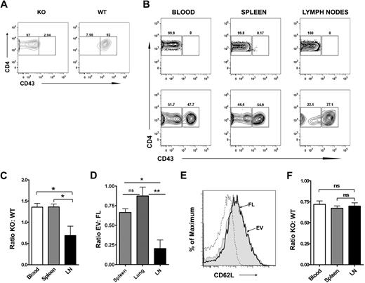 Figure 4. CD43 positively regulates T-cell trafficking to lymph nodes. (A-C) T cells from DO.11.10 (WT) or DO.CD43−/− (KO) were stimulated with OVA323-339 and A20 B cells. After 10 to 14 days, resting cells were harvested as described in “Materials and methods.” (A) CD43 expression on KO and WT T cells prior to mixing and injection. (B) WT and KO T cells were mixed in approximately equal numbers and injected into naive BALB/c recipients (n = 8). After 16 hours, blood, spleen, and lymph nodes were examined for the presence of donor CD4 cells by staining for the transgenic DO.11.10 TCR. Contour plots indicating frequency of KO (CD4+CD43−) and WT (CD4+CD43+) T cells in different organs from 1 representative mouse with (bottom panels) and without (top panels) CD43 staining are shown. (C) The bar graph represents the mean (± SEM) of the ratio of the frequencies of KO to WT CD4 T cells in various organs. Data shown are representative of 2 independent experiments with at least 8 mice each (*P < .05). (D) DO.CD43−/− T cells transduced with CD43-FL-GFP or EV-GFP were harvested 10 to 14 days after transduction. Resting cells were mixed in roughly equal numbers and injected into naive BALB/c mice. After 16 hours, the frequency of donor CD4+CD43− (EV) and CD4+CD43+ (FL) CD4 T cells were enumerated in the spleen, lung, and lymph nodes. The bar graph represents the mean (± SEM) of the ratio of the frequencies of EV to FL T cells in various organs. Data shown are representative of 2 independent experiments with at least 4 mice each (*P < .05; **P < .01). (E) Fluorescence intensity of CD62L expression on resting DO.CD43−/− T cells transduced with CD43-FL-GFP or EV-GFP prior to injection. (F) Purified ex vivo T cells from DO.11.10 (WT) or DO.CD43−/− (KO) mice were mixed in approximately equal numbers and injected into naive BALB/c recipients. After 16 hours, blood, spleen, and lymph nodes were examined for the presence of donor CD4 cells by staining for the transgenic DO.11.10 TCR along with CD43. The bar graph represents the mean (± SEM) of the ratio of the frequencies of KO to WT CD4 T cells in various organs. Data shown are combined from 2 independent experiments with a total of 14 mice (ns = not significant).