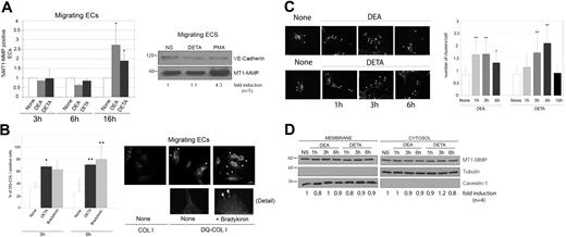 Figure 2. NO regulates MT1-MMP activity and membrane clustering in migrating ECs. (A) Migrating HUVECs were treated with 100 μM DEA-NONOate (DEA) or DETA-NONOate (DETA) for 3, 6, or 16 hours, and membrane expression of MT1-MMP was detected by flow cytometry. The chart shows the mean plus or minus SD of the fold induction of the percent of MT1-MMP–positive cells from 3 independent experiments (left). None indicates nonstimulated controls. Total cellular expression of MT1-MMP was analyzed by Western blot in migratory HUVECs treated for 16 hours with 100 μM DETA-NONOate (DETA) or 20 ng/mL PMA (right). VE-cadherin is shown as loading control. The fold induction relative to nonstimulated (NS) cells was estimated from densitometric analysis of 5 independent experiments. (B) NO increases collagenolytic activity at the cell membrane of migratory ECs. HUVECs were seeded at subconfluence onto 10 μg/mL COL I or DQ-COL I and left untreated (None) or treated with 100 μM DETA-NONOate or 1 μM bradykinin for 3 or 6 hours. DQ-COL I cleavage was visualized by its fluorescent product. Data are the means plus or minus SD of the percent of cells showing DQ-COL I fluorescence (an average of 40 cells were counted per condition); *P < .05; **P < .02 (left). DQ-COL I cleavage at cell protrusions was increased in bradykinin-treated ECs (right; arrowheads). (C) NO increases membrane clustering of MT1-MMP. The subcellular location of MT1-MMP was detected by immunostaining of subconfluent HUVECs treated with 100 μM DEA-NONOate (DEA) and DETA-NONOate (DETA) for different periods (left). Two blinded observers independently quantitated the number of clusters per cell. Data show the means plus or minus SD of at least 80 cells per condition from 6 independent experiments. *P < .04; **P ≤ .02 (right). (D) The distribution of MT1-MMP between caveolar membrane and cytosolic fractions was assayed by cell membrane isolation with Triton X-114 from HUVECs treated with DEA-NONOate or DETA-NONOate as in panel C. One representative experiment of 4 performed is shown. The fold induction relative to nonstimulated (NS) cells was estimated from densitometric analysis.