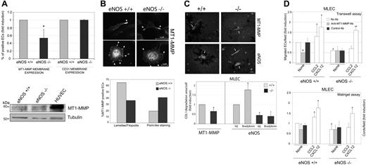 Figure 3. NO is required for proper MT1-MMP homeostasis and function in migratory ECs. (A) Subconfluent MLECs from wild-type and eNOS-null mice were analyzed for MT1-MMP membrane expression by flow cytometry. The means plus or minus SD of the percent of MT1-MMP–positive cells from 5 independent experiments are represented. *P < .01 (versus eNOS+/+) (top). The Western blot shows MT1-MMP expression in total cell lysates from wild-type and eNOS-deficient MLECs (bottom). MT1-MMP expression in HUVECs is shown for comparison. (B) MT1-MMP subcellular localization was visualized by immunofluorescence staining in MLECs from wild-type and eNOS-deficient mice; arrowheads indicate MT1-MMP staining at membrane protrusions (top). The chart shows quantification of the percentage of cells showing MT1-MMP clusters at lamellipodia/filopodia versus pointlike staining (n = 80 cells counted from 3 independent experiments) (bottom). (C) MT1-MMP activity was detected as the area of COL I degradation (dark) by wild-type and eNOS-deficient and MT1-MMP–deficient MLECs (top). Arrowheads indicate individual endothelial cells. One representative experiment is shown. The chart shows quantification of COL I degradation areas from wt (+/+) and MT1-MMP– and eNOS-deficient cultures (-/-). The effect of stimulation with the eNOS activator bradykinin on COL I degradation is shown. Data are the means plus or minus SD (n = 5 for MT1-MMP and n = 4 for eNOS; bottom). Absolute value corresponding to FI = 1 is 94.5 μm2. #P < .01 (versus +/+); *P < .01 (versus NS). (D) Top panel: Migration of wild-type and eNOS-null MLECs was analyzed in Transwell chambers after exposure of cells for 16 hours to the neutralizing anti–MT1-MMP mAb LEM-2/63 or control anti-CD31 mAb. Treatments with CCL2 and CXCL12 (10 nM) were included as controls of MT1-MMP–dependent and MT1-MMP–independent migration, respectively. Data are the means plus or minus SD of the FI above untreated wild-type cells from 3 independent experiments. The absolute value corresponding to FI = 1 was 18 migrated cells/field. *P = .05; **P < .02 (versus None); +P < .02 (versus No Ab); #P < .01 (versus eNOS+/+). Bottom panel: Cord formation by wild-type and eNOS-null MLECs was analyzed by seeding onto Matrigel in the presence of the anti–MT1-MMP or control anti-CD31 mAbs. Treatments with CCL2 and CXCL12 (10 nM) were included as controls of MT1-MMP dependence and independence, respectively. Cord formation was quantified after 6 hours. Data are the means plus or minus SD of the FI above tube formation by untreated wild-type cells from 5 (eNOS+/+) and 4 (eNOS-/-) independent experiments. The absolute value corresponding to FI = 1 was 48.21 cords/field. *P < .04 (versus None); +P < .01 (versus No Ab). eNOS-/- MLECs were significantly less efficient at forming cords than eNOS+/+ MLECs; #P < .04 (versus eNOS+/+None). All experiments were run in triplicate.