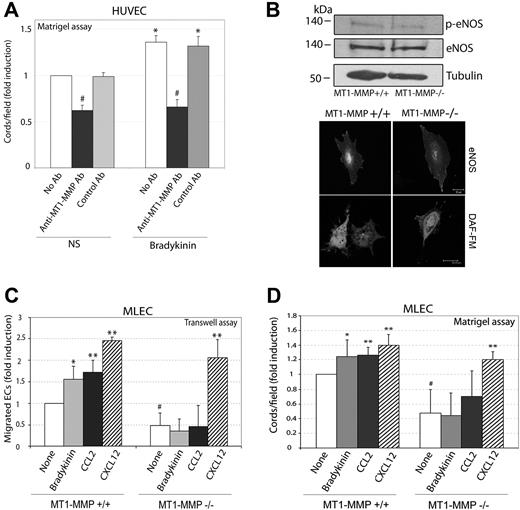 Figure 4. NO-induced migration and cord formation requires MT1-MMP expression and activity. (A) HUVECs were treated with 1 μM bradykinin in the presence or absence of anti–MT1-MMP (mAb LEM-2/15) or control anti-CD31 and were seeded onto Matrigel. Cord formation was quantified after 6 hours. Data are the means plus or minus SD of the FI above tube formation by untreated cells from 3 experiments. The absolute value corresponding to FI = 1 was 59.5 cords/field. *P < .01 (versus NS); #P ≤ .01 (versus No Ab). All experiments were run in triplicate. (B) Top panel: Western blot of eNOS expression (phosphorylated and total) in MLECs from wild-type (+/+) and MT1-MMP null mice (−/−). Bottom panel: eNOS localization was visualized by immunofluorescence and NO production by DAF-FM labeling in wild-type and MT1-MMP–null MLECs. (C) MLECs from wild-type and MT1-MMP–null mice were induced to migrate on Transwell chambers during 16 hours by addition of 1 μM bradykinin in the upper chamber, or toward 10 nM CCL2 or CXCL12 in the lower chamber. Data are the means plus or minus SD of the fold induction (FI) from 4 independent experiments. The absolute value corresponding to FI = 1 was 15.25 migrated cells/field. *P < .03; **P < .02 (versus None); #P < .02 (versus MT1-MMP+/+ None). (D) Wild-type and MT1-MMP–null MLECs were treated as indicated with bradykinin (1 μM) or with CCL2 or CXCL12 (10 nM) and seeded onto Matrigel. Cord formation was quantified after 6 hours. Data are the means plus or minus SD of the FI above tube formation by untreated cells (None), of several independent determinations (n = 5 for None and bradykinin, n = 4 for CCL2, and n = 3 for CXCL12). The absolute value corresponding to FI = 1 was 50.7 cords/field. **P < .03; **P < .01; (versus None); # P < .01 (versus MT1-MMP+/+ None).