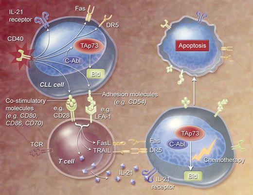 Figure 1. Effects of CD40 activation of CLL cells on susceptibility to apoptosis induction. CD40 stimulation results in increased expression of adhesion and costimulatory molecules, thereby activating autologous T cells, which results in increased expression of death receptor ligands and IL-21. Next, CD40-mediated expression of death receptors and IL-21 receptor results in increased susceptibility to nonspecific immune effector–mediated apoptosis, possibly by cleavage of the proapoptotic protein Bid. Bid expression on CD40 activation is mediated by c-Abl–dependent expression of p73. CD40-activated CLL cells are more sensitive to chemotherapy, which could be mediated by p73.