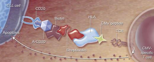 Figure 2. Directing CMV-specific T cells to CLL cells by a 2-step antibody targeting system. (1) Anti-CD20 construct and HLA class I molecules presenting viral peptide will be connected by strong streptavidin-biotin interaction, forming a targeted complex (TC). (2) Anti-CD20 will bind to CD20-expressing cells (like CLL), and HLA/CMV peptide will bind to specific T-cell receptors. CMV-specific T cells will be activated, resulting in specific killing of target cells.
