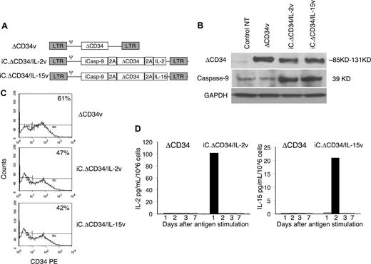 Figure 1. Construction and functionality of the retroviral vectors. Panel A is the schema of the retroviral vectors used to transduce EBV-CTLs. Panel B is a Western blot analysis showing the expression of ΔCD34 (top panel) and caspase-9 (middle panel) in COS-7 cells transduced with either iC.ΔCD34/IL-2v or iC.ΔCD34/IL-15v or ΔCD34v vectors. The lower gel shows the membrane reprobed with anti-GAPDH antibody. Panel C shows the transduction efficiency of EBV-CTLs measured as expression of a truncated form of CD34 (ΔCD34) on the cell surface by FACS analysis. Plots from a representative experiment are shown. Panel D illustrates the kinetics of cytokine release by EBV-CTLs transduced with either iC.ΔCD34/IL-2v or iC.ΔCD34/IL-15v or ΔCD34v vectors and stimulated with EBV-LCLs. Cytokines were detected in the culture supernatant at the indicated time after EBV-LCL stimulation and measured by specific ELISAs.