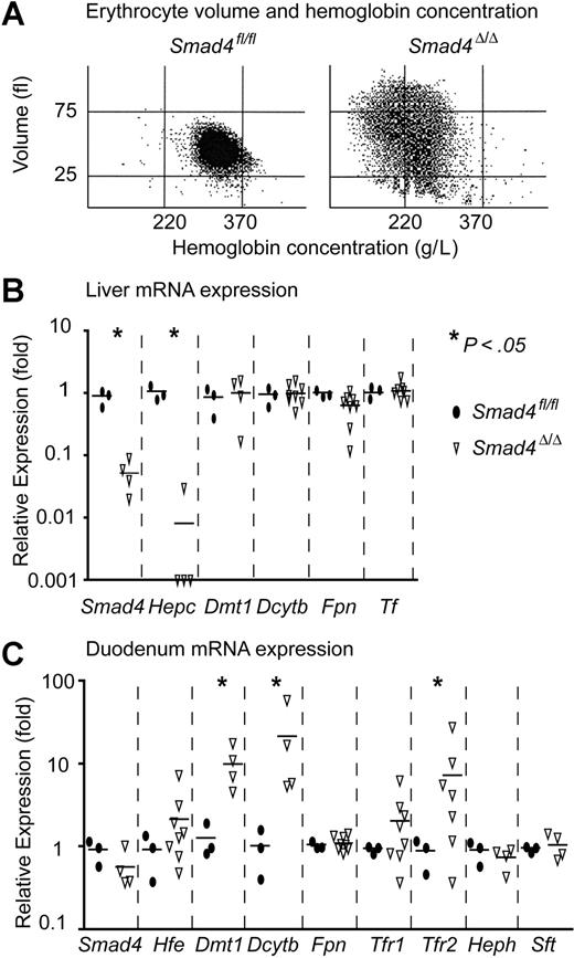 Figure 5. Smad4Δ/Δ mice display severe iron deficiency anemia. (A) Hypochromic erythrocytes in Smad4Δ/Δ mice. Cell volume was plotted against hemoglobin concentration. (Left) Normal control. (Right) Hypochromic red blood cells (< 220 g/L) and volume increase (> 75 fl) due to reticulocytosis in Smad4Δ/Δ. (B) In liver, Smad4 and hepcidin (Hepc) expression are almost abrogated, and ferroportin 1 (Fpn) is slightly decreased. Cytochrome b reductase 1 (Dcytb), divalent metal transporter 1 (Dmt1), and transferrin (Tf) were unchanged. (C) In duodenum, Smad4, Fpn, hephaestin (Heph), major histocompatibility complex class I–like protein (Hfe), transferrin receptor 1 (Tfr1), and stimulator of Fe transport (Sft) were unchanged, and Dmt1, Dcytb, and transferrin receptor 2 (Tfr2) were dramatically increased. Smad4fl/fl littermates were chosen as controls. The P values were calculated by Student t test.