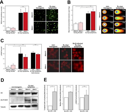 Figure 4. Myc induces DNA damage via ROS in vivo. Comparison of freshly isolated Eμ-myc lymphoma cells and immunobead-selected nontransgenic B cells derived from an Atm+/+ or an Atm−/− background (n = 4 individual samples per genotype). (A) 2′-7′-Dichlorodihydrofluorescein diacetate–based flow cytometric analysis of cellular ROS levels (left); representative example visualized by fluorescence microscopy (right). Original magnification, × 200. (B) Oxidative DNA damage measured as the relative induction of mean tail moments in the COMET assay prior to and after treatment with Fpg; quantification (left); representative examples of comets (right). (C) γ-H2AX foci per cell in cytospin preparations; same cell populations stably expressing Bcl2 to block apoptosis in the right panel; quantification (left) and representative examples (right). (D) Immunoblot analysis of total Atr, Atr-P-S431, and tubulin as a loading control in nontransgenic B lymphocytes as compared with representative control and Atm−/− Eμ-myc lymphomas. (E) Proliferation (left, cells with S-phase DNA content), ROS induction (middle, as in panel A), and γ-H2AX foci (right, as in panel C) in primary nontransgenic B cells displayed as relative values at 48 hours after LPS stimulation (50 μg/mL) compared with no LPS.
