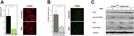 Figure 5. Blunting Myc-evoked ROS preserves a latent DDR machinery in vivo. (A) DNA damage sites visualized as γ-H2AX foci in cytospin preparations of Eμ-myc control lymphomas that formed with and without lifelong exposure to NAC; quantification (left) and representative examples (right). Original magnification, × 1000. (B) Spontaneous apoptosis by fluorescence-based TUNEL staining in cytospin preparations of preneoplastic Eμ-myc transgenic B cells (exposure to NAC as in panel A). Original magnification, × 200. (C) Immunoblot analysis of Atm, Atm-P-S1987, p53, p53-P-S18, and tubulin as a loading control in NAC-protected control lymphomas; basal (−) and induced (+) levels 5 hours after ADR in vitro. All quantitative data are mean ± SD; *P < .05; NS indicates not significant.