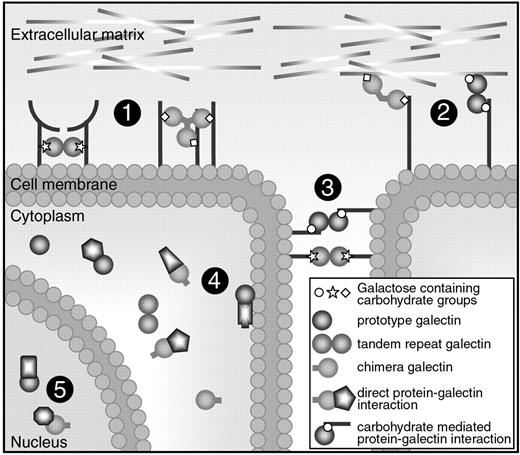 Figure 2. Cellular location and functions of galectins. Galectins can be found in the extracellular space, in the cell membrane, in the cytoplasm, and even in the nucleus. They can bind to proteins via a carbohydrate interaction or via direct protein-protein interactions. Most galectins have multiple functions and they can mediate (1) receptor cross-linking or lattice formation, (2) cell-extracellular matrix interactions, (3) cell-to-cell interactions, (4) intracellular signaling, and (5) posttranscriptional splicing.