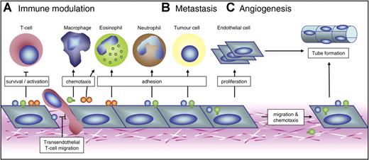 Figure 3. Possible roles of endothelial galectins in 3 mainstays of tumorigenesis. Schematic overview of the mechanisms by which galectin expression by activated ECs might contribute to 3 key processes in tumor progression. (A) Galectin-1, galectin-3, and galectin-9 can modulate the antitumor immune response both positively and negatively. They mainly regulate T-cell survival, activation, and transendothelial migration. In addition, they could facilitate adhesion of neutrophils and eosinophils or act as chemoattractants for macrophages and eosinophils. The overall effect possibly allows tumor cells to escape from immune surveillance. (B) Endothelial galectins have also been suggested to facilitate metastasis formation by promoting heterotypic cell adhesion between circulating tumor cells and ECs. Furthermore, the adhesion of circulating cells to ECs could stimulate the endothelial expression of galectin-1 and galectin-3. (C) Galectin-1 and galectin-3 have been shown to be involved in tumor angiogenesis. They can influence EC migration and proliferation, thereby promoting tube formation. In addition, galectin-3 acts as a chemoattractant for ECs.