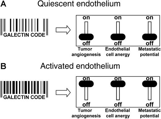 Figure 4. Targeting galectins in the tumor endothelium. (A) In quiescent ECs, the specific set of galectins, their expression level, and their cellular localization is represented by a “galectin code.” Having this galectin code, the ECs are angiogenically inactive, the immune surveillance is not impaired, and heterotypic cell adhesion of circulating cells is hampered. The net result is an environment that does not promote tumor progression. (B) In the presence of stimulatory growth factors, the ECs become activated, causing alterations in the repertoire, expression level, and even localization of galectins. This change in the galectin code enhances the angiogenic potential of the cells, hampers a proper immune response, and facilitates metastasis formation. Consequently, the tumor progression potential is high. From this, it can be speculated that changing the galectin code (eg, by altering galectin expression levels or by directly targeting the galectins with blocking antibodies or peptides), a combination of effects could be generated. This might involve inhibition of angiogenesis, reversal of EC anergy, and/or prevention of metastasis formation. Thus, the progressive phenotype of any tumor might be reversed by targeting the galectins that are present on the ECs.