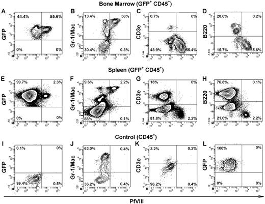 Figure 5. Intracellular staining for BDDpfVIII in bone marrow and spleen after transplantation with BDDpfVIII-transduced sca-1+ cells. Four mice were killed from both the 35 mg/kg BU + ATS, 3 × 105 cells and the 20 mg/kg BU + ATS, 106 cell groups. Bone marrow and spleen cells were harvested and analyzed by flow cytometry for intracellular BDDpfVIII staining, as well as surface markers for lineage differentiation. Representative data are shown for bone marrow (A-D,L) and spleen (E-H) cells from mice that underwent transplantation. Negative controls are blood from a C57BL/6 mouse (I-K) and an isotype control (L) using a biotinylated mouse anti-hfVIII antibody that is not cross-reactive to porcine or murine fVIII. Panels A-H and L are gated on CD45+ donor cells. The mouse shown was engrafted with 34% and 47% GFP+ donor cells in the bone marrow and spleen, respectively.