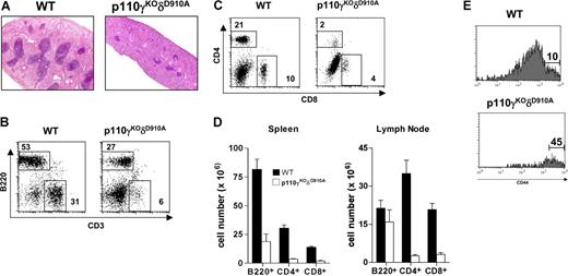 Figure 1. Lymphopenia in p110γKOδD910A mice. (A) H&E staining of spleen (4×/0.12 objective lens). (B-E) Flow cytometry analysis. (B) B220 and CD3 profile of spleen. (C) CD4 and CD8 profile of spleen. (D) Numbers of B220+, CD4+, and CD8+ cells from spleen and lymph nodes. (E) CD44 profile gated on CD4+ cells from spleen. Data are from 6 mice in each group (± SEM). Numbers inside panels B and C indicate percentage of gated cells in total splenocytes; numbers in panel E, percentage of gated cells in CD4+ splenocytes.