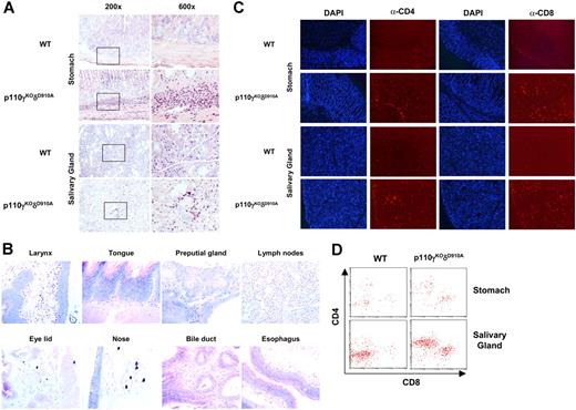 Figure 5. Inflammation in multiple organs. (A) Stomach and salivary gland from WT and p110γKOδD910A (−/−) mice stained with May-Grünwald-Giemsa. (B) Organs from p110γKOδD910A (−/−) mice stained with May-Grünwald-Giemsa (40×/0.75 objective). (C) Stomach and salivary gland from WT and p110γKOδD910A (−/−) mice stained with DAPI and PE conjugated α-CD4 or α-CD8 Ab (100×/1.30 oil objective). (D) Flow cytometry analysis of cells from stomach and salivary gland of WT and p110γKOδD910A mice (n = 4).