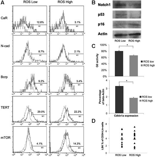 Figure 2. Association of the ROSlow subsets with properties defining osteoblastic niche–derived HSCs. (A) Flow cytometry histograms for CaR, N-cadherin, Bcrp, TERT, and mTOR. The dotted gray lines are isotype controls. (B) Western analysis for Notch1, p53, and p16. (C) G0 activity and p21 quantitative PCR. Values represent the means plus or minus SEM. *P < .05. (D) Stem cell surface marker analysis. The variability of CD34−LSK cell frequency in 14 independent experiments. The lines represent the means.