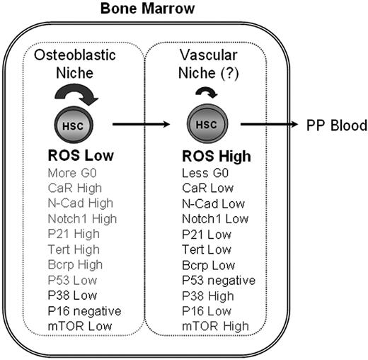 Figure 5. A schematic summary of LT-HSC activation in the niche. LT-HSC distribution and the characteristics in adult bone marrow niche of normal mice. PP blood indicates peripheral blood.