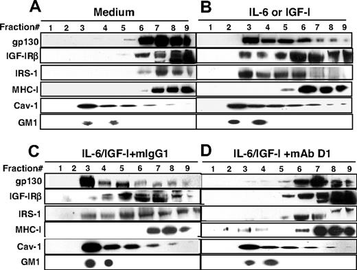 Figure 3. β2M-specific mAbs exclude growth factor receptors and their substrates from lipid rafts. Shown is the localization of IL-6R gp130, IGF-IRβ, IRS-1, MHC class I, caveolin-1 (Cav-1), and GM1 gangliosides in lipid rafts (fractions 2–5) or nonraft fractions (fractions 7–9) in (A) untreated myeloma cells, (B) IL-6– or IGF-I–activated myeloma cells, (C) IL-6– or IGF-I–activated myeloma cells in the presence of mouse IgG1, and (D) IL-6– or IGF-I–activated myeloma cells in the presence of anti-β2M mAb D1. The concentrations of IL-6 (10 ng/mL), IGF-I (50 ng/mL), mouse IgG1 (50 μg/mL), and anti-β2M mAb D1 (50 μg/mL) were used. Lipid rafts were isolated from myeloma cells after treatment. The raft fractions were confirmed by positive staining for GM1 gangliosides and identified by CTB binding and by antibody specific to caveolin-1, a raft-associated protein. Results obtained with D1 mAb on MM.1S myeloma cells from 1 representative experiment of 4 performed are shown. Similar results are obtained with other tumor cell lines, and with anti-β2M mAb E6.