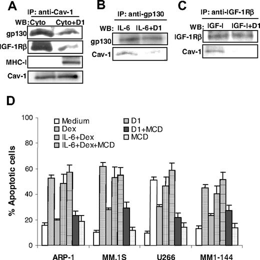 Figure 4. Association of growth factor receptors with and integrity of lipid rafts in myeloma cell apoptosis. Immunoprecipitation (IP) using antibody specific to (A) caveolin-1 (Cav-1), (B) IL-6R gp130, and (C) IGF-IRβ in myeloma cells treated with cytokines (Cyto; IL-6 or IGF-I) or cytokines together with mAb D1 (Cyto + D1), followed by Western blotting analysis (WB) using antibodies against gp130, IGF-IRβ, MHC class I (W6/32), or caveolin-1. (A-C) Expression of caveolin-1, gp130, and IGF-IRβ, respectively, serve as loading controls. Results obtained with D1 mAb on MM.1S from 1 representative experiment of 4 performed are shown. Similar results were obtained with other tumor cell lines. (D) To deplete cholesterol and disrupt lipid rafts, cells were preincubated with MCD (5 mM; titrated in preliminary experiments) for 30 minutes, washed, and incubated further with β2M-specific mAb D1 (50 μg/mL) or dexamethasone (10 μM) in the presence or absence of IL-6 (10 ng/mL). Percentage of apoptotic cells was measured at 48 hours by Annexin-V–binding assay. Results from 4 experiments performed are shown. Similar results were obtained with anti-β2M mAb E6. Error bars indicate SD.
