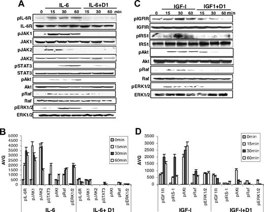 Figure 5. β2M-specific mAbs abrogate IL-6- and IGF-I-induced signaling pathways. (A) Western blot analysis and (B) densitometric data (AVG) showing protein levels of phosphorylated (p) and nonphosphorylated IL-6R, JAK1, JAK2, STAT3, Akt, Raf, and ERK1/2 in myeloma cells treated with IL-6 (10 ng/mL) or IL-6 together with β2M-specific mAbs (50 μg/mL). (C) Western blot analysis and (D) densitometric data (AVG) showing protein levels of phosphorylated (p) and nonphosphorylated IGF-IRβ, IRS-1, Akt, Raf, and ERK1/2 in myeloma cells treated with IGF-I (50 ng/mL) or IGF-I together with β2M-specific mAbs (50 μg/mL). Results obtained with D1 mAb on MM.1S from 1 representative experiment of 3 performed are shown. Similar results were obtained with other tumor cell lines. Error bars indicate SD.